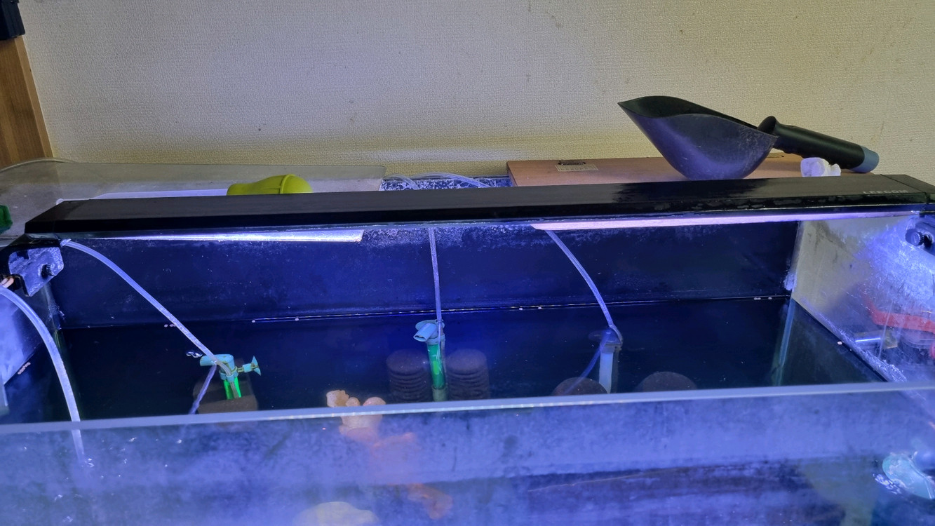 3자 어항 풀세트 - 프론토사 2 + 블랙안시 1 - 물생활 완전 정리 있는 것 다 드립니다.--6