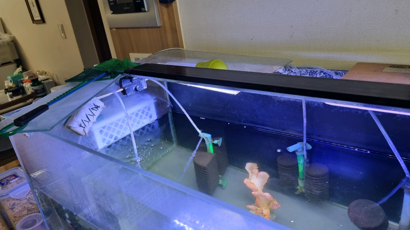 3자 어항 풀세트 - 프론토사 2 + 블랙안시 1 - 물생활 완전 정리 있는 것 다 드립니다.--7