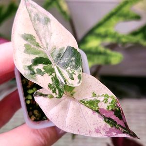 알로카시아 니그라 플럼배 바리에가타