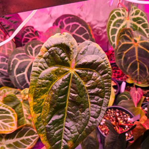 안스리움 럭셔리 바리에가타