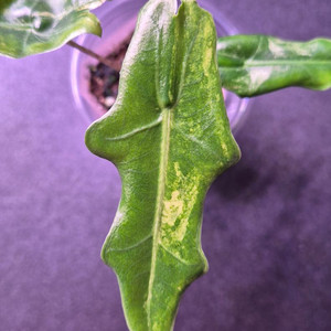 알로카시아 포르테이 바리에가타