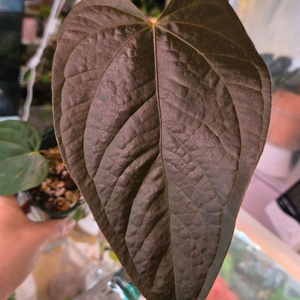 안스리움 퀸오브하츠