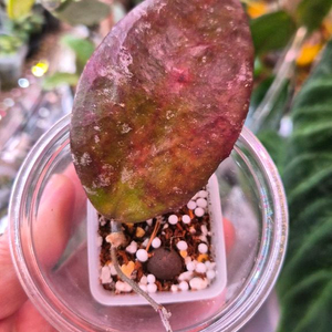 호야 카우다타골드