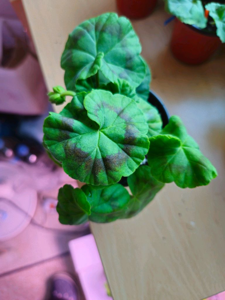 yuz.어텀브리즈 제라늄--1