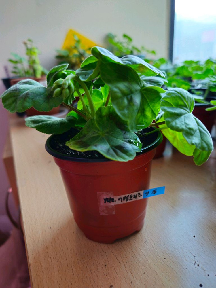 yuz.어텀브리즈 제라늄--2