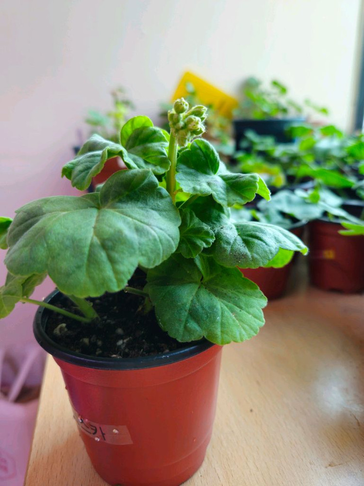 yuz.어텀브리즈 제라늄--3