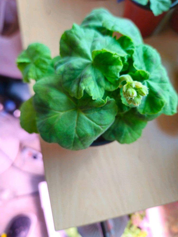 yuz.어텀브리즈 제라늄--4