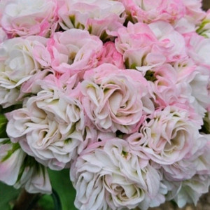 제라늄 yuz아마빌리스