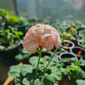 디어프릴 제라늄