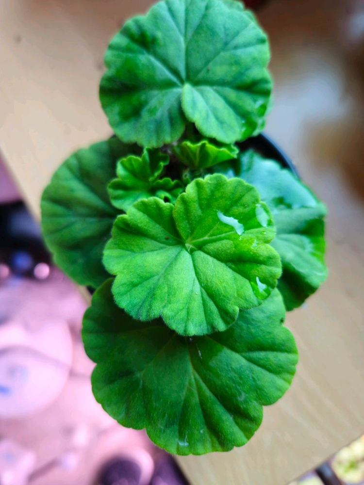 디어프릴 제라늄--1