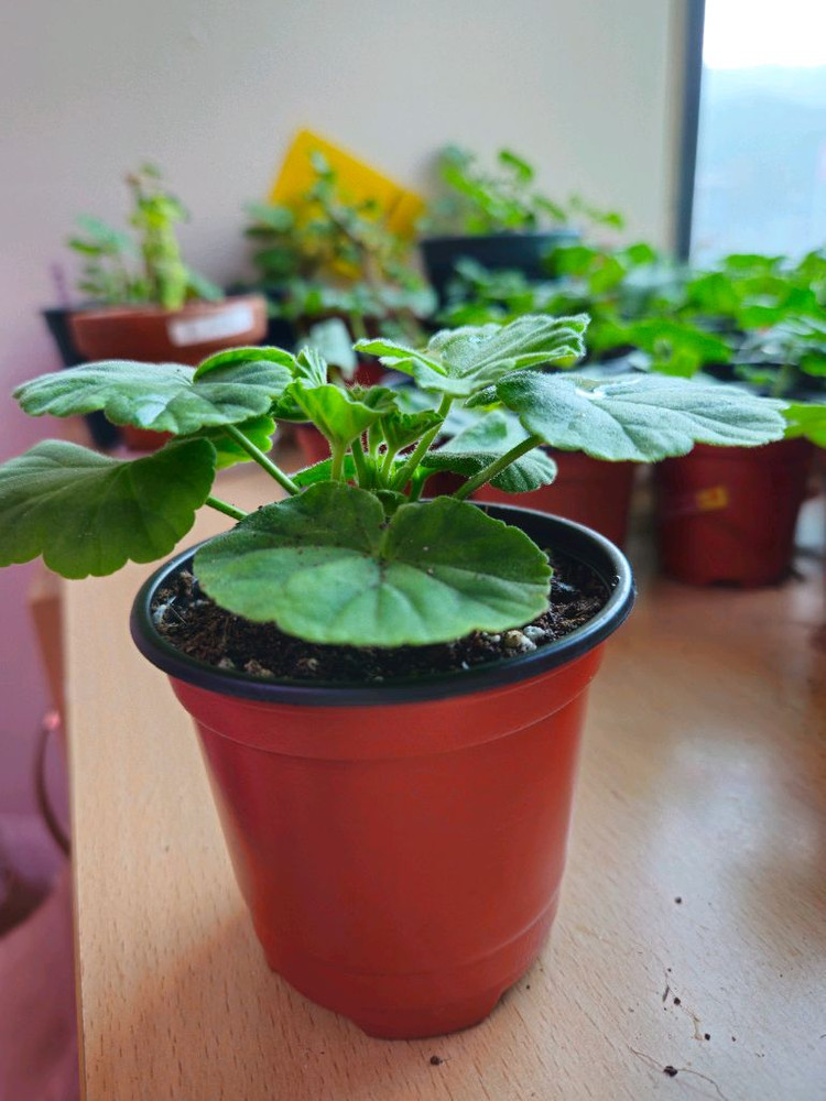 디어프릴 제라늄--2