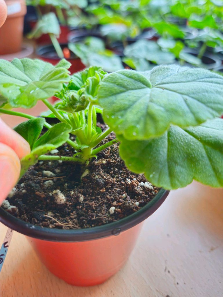 디어프릴 제라늄--3