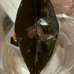 알로카시아 찬트리에 핑크바리에가타(안스,호랴x)