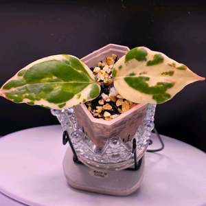 호야 캔디(알로x안스x)