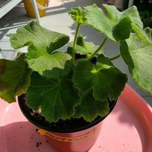 러시아제라늄 레오나렐프리고지 분양