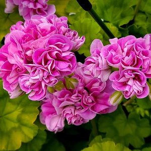 제라늄 개별분양 (월,목 보내요) 리스트업데이트