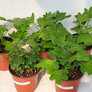 제라늄 스텔라 5종세트