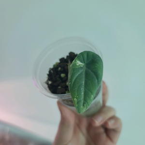 알로카시아 마하라니 바리에가타 이미지