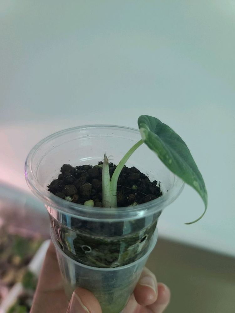 알로카시아 마하라니 바리에가타 이미지