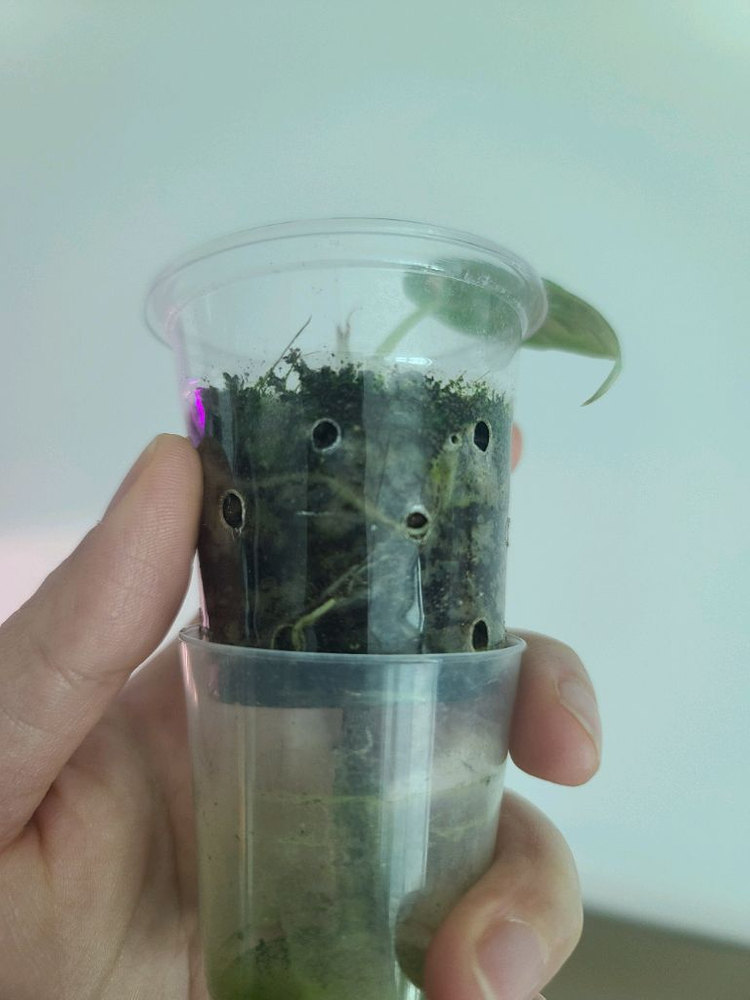 알로카시아 마하라니 바리에가타 이미지