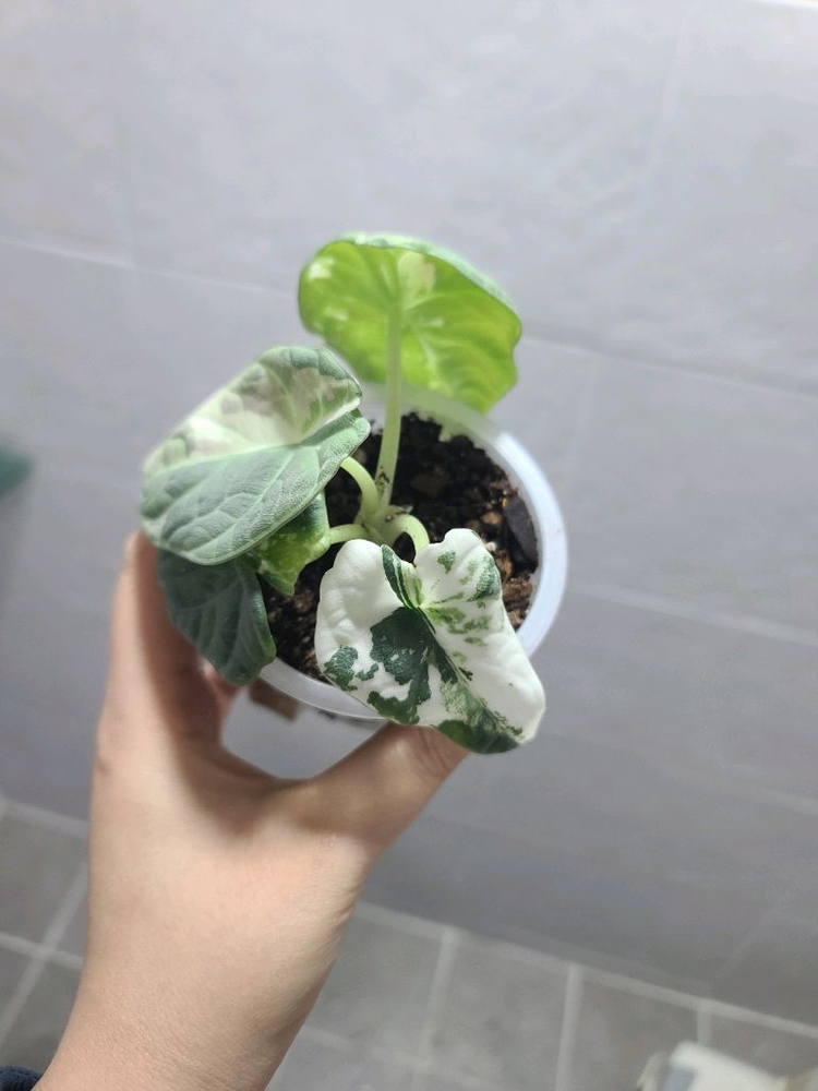 알로카시아 마하라니 바리에가타 이미지