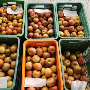 아삭하고 달콤한 부사(소과) 사과 판매합니다