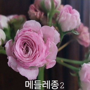 제라늄 메를레종2