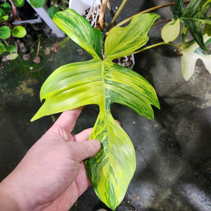 필로덴드론 플로리다뷰티