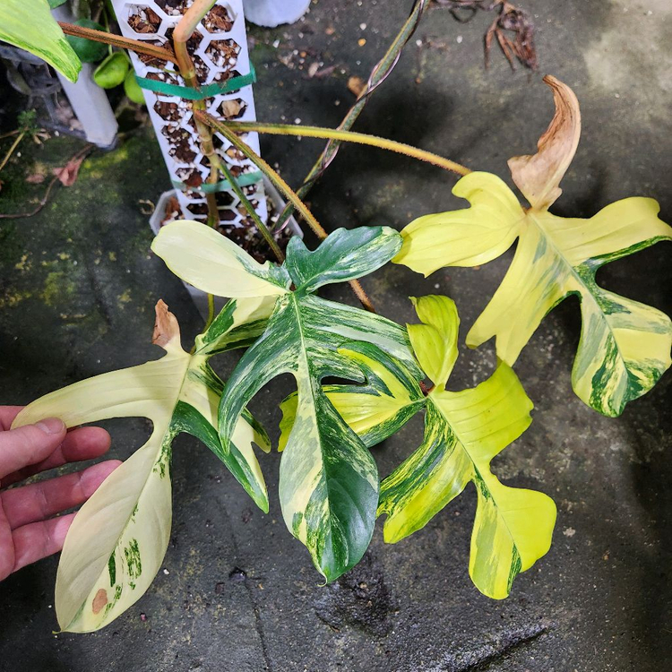 필로덴드론 플로리다뷰티--1