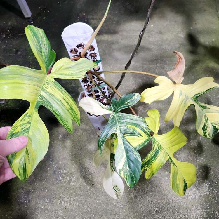 필로덴드론 플로리다뷰티--2