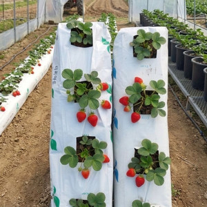 화분 없이 재배하는 코코피트 딸기 모종 흙 이미지