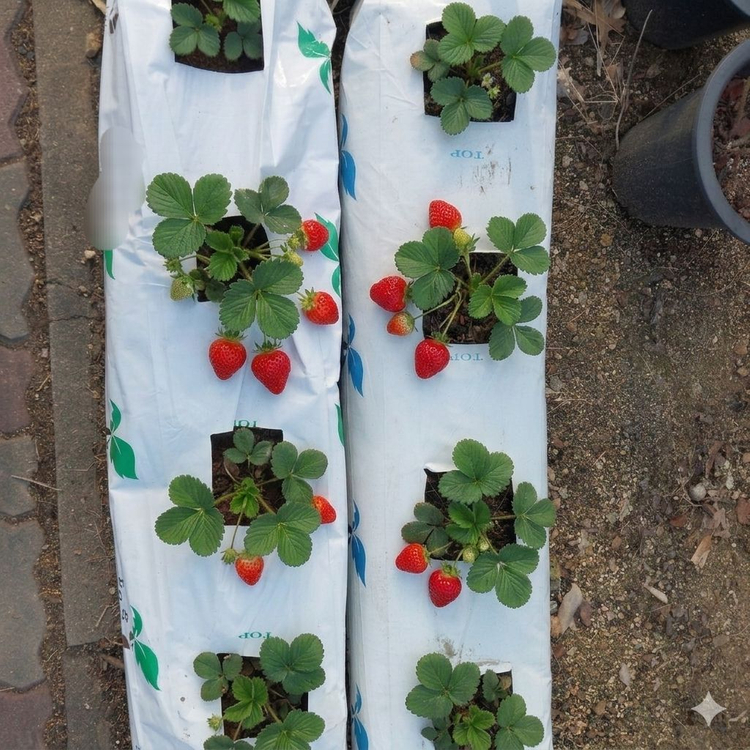 화분 없이 재배하는 코코피트 딸기 모종 흙 이미지