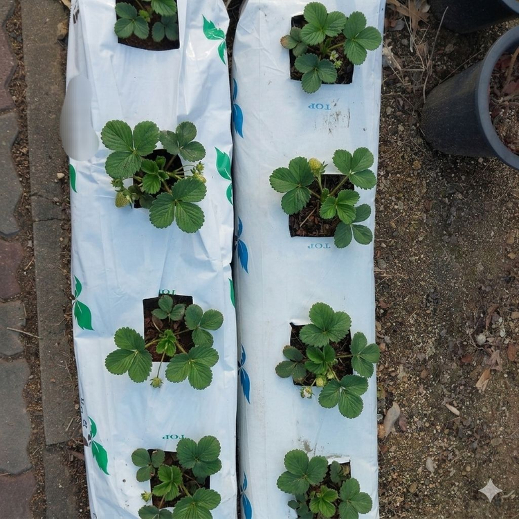 화분 없이 재배하는 코코피트 딸기 모종 흙 이미지