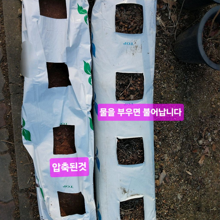 화분 없이 재배하는 코코피트 딸기 모종 흙 이미지