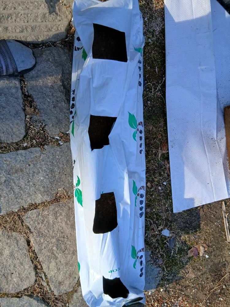 화분 없이 재배하는 코코피트 딸기 모종 흙 이미지