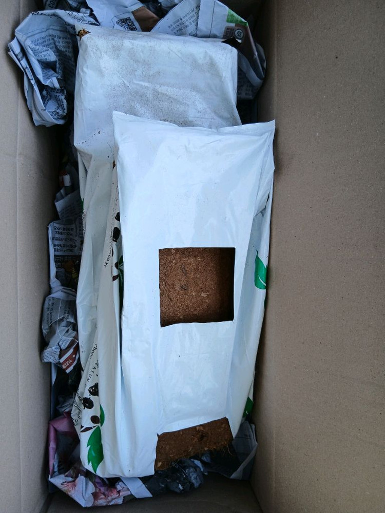 화분 없이 재배하는 코코피트 딸기 모종 흙 이미지