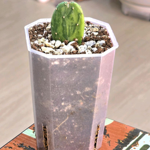 무늬 부채선인장 (희귀식물)