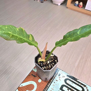 필로덴드론 링오브화이어