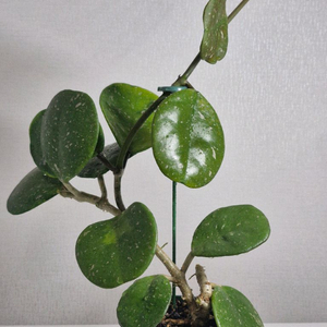 호야 오보바타 스플래쉬