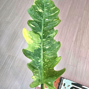 필로덴드론 링오브화이어