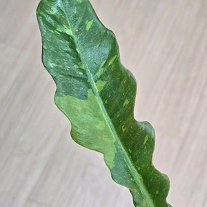 필로덴드론 링오브화이어