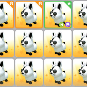 입양하세요 달토끼 이미지