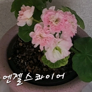 제라늄.엔젤스콰이어