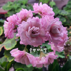 제라늄.물병자리별