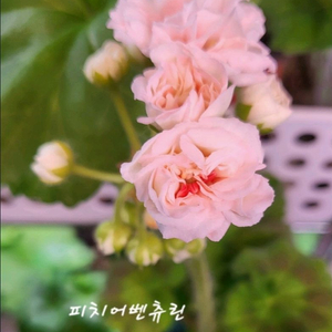 제라늄.피치어벤츄린