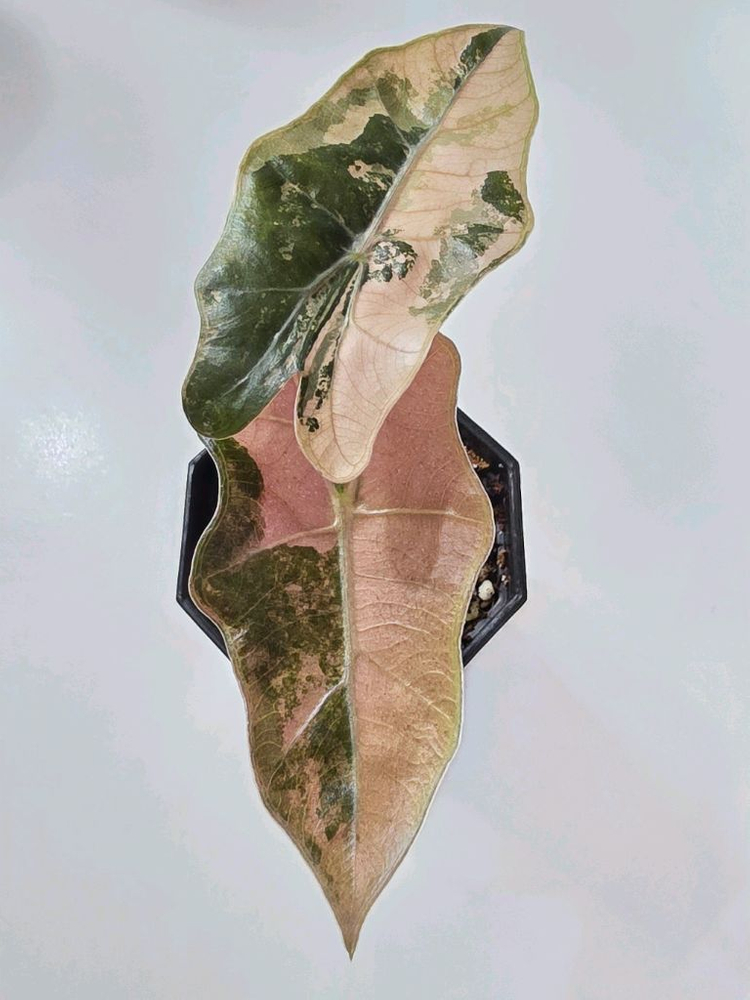 알로카시아 푸세이도 산데리아나 핑크 바리에가타(자구묘) 신엽 사진 추가 업데이트 이미지