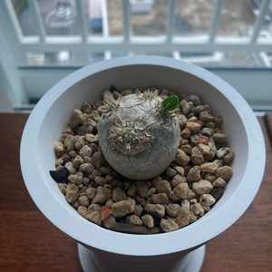 파키포디움 브레비카울 야생 개체 판매 합니다.