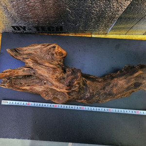 안시,플레코가 좋아할 중대형유목