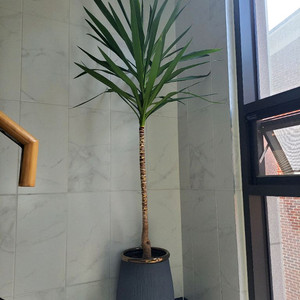 식물/화분 드라세나 대왕유카