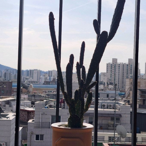 식물/화분 만세선인장 다육식물